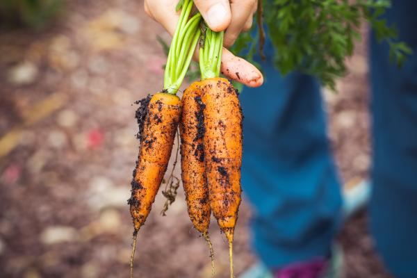 person holding carrots fresh from the garden