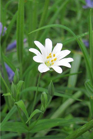 common chickweed