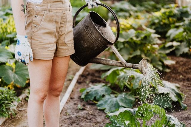woman in tan shorts holding a watering can and watering garden plants