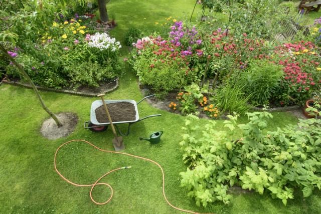 Garden in backyard