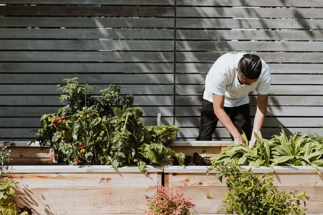 man working on plants in garden box