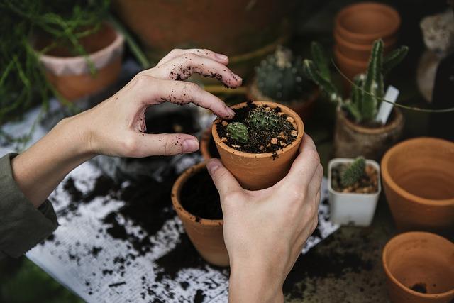 potted plants