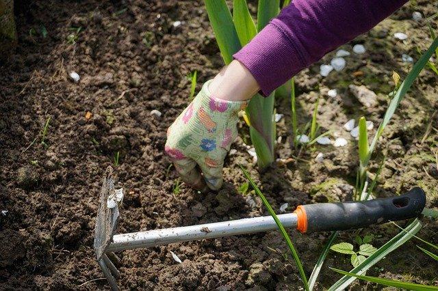 Pulling weeds in garden